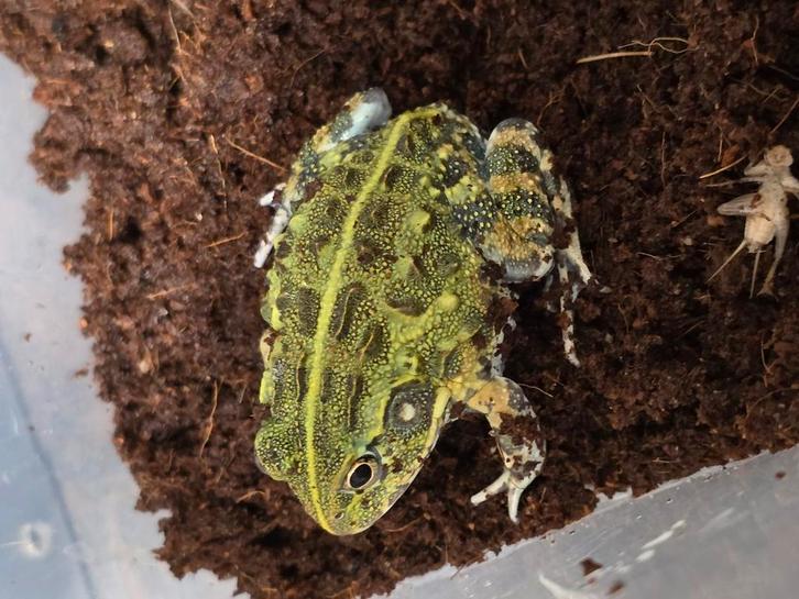Jonge afrikaanse stierkikkers, Dieren en Toebehoren, Reptielen en Amfibieën, Amfibie