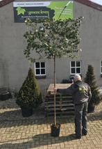Leivorm olijfwilg eleagnus ebbingei wintergroen!, Tuin en Terras, Planten | Bomen, Ophalen