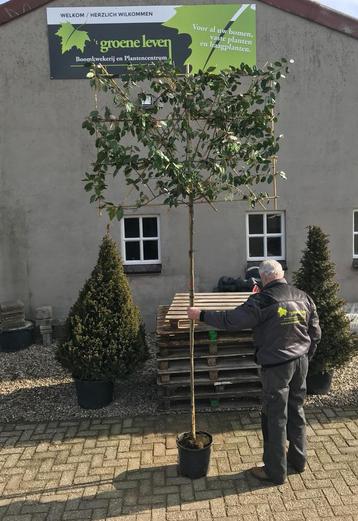 Leivorm olijfwilg eleagnus ebbingei wintergroen! beschikbaar voor biedingen