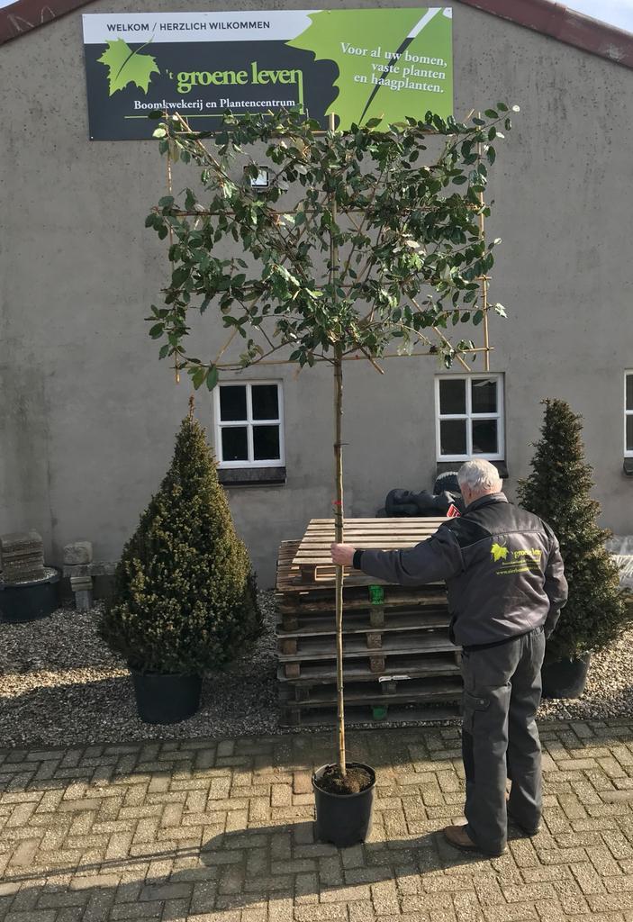 Leivorm olijfwilg eleagnus ebbingei wintergroen!, Tuin en Terras, Planten | Bomen, Ophalen