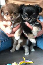 Chihuahuapups, België, Fokker | Hobbymatig, 8 tot 15 weken, Meerdere