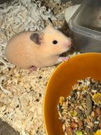 Goudhamster, Hamster, December, Vrouwelijk, Tam