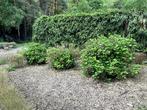 Hortensia grote struik, Jardin & Terrasse, Plantes | Arbustes & Haies, Enlèvement, Arbuste, Hortensia