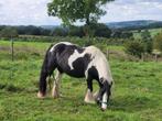 Tinker brood/Irish Cob, Merrie