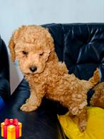 Poedels puppy's, Chien (mâle), Caniche, Belgique, 8 à 15 semaines