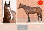 Paarden zoeken nieuwe thuis, Gechipt, Zadelmak, 3 tot 6 jaar, 160 tot 165 cm
