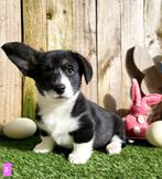 Welsh Corgi Cardigan pups Belgisch, CDV (hondenziekte), Meerdere, 8 tot 15 weken, Meerdere dieren