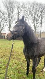 hengst D pony, Dieren en Toebehoren, Hengst, 0 tot 2 jaar