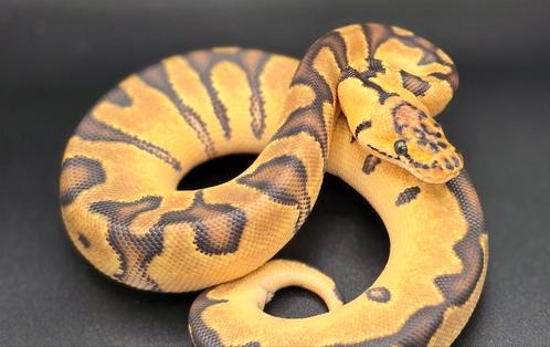 0.1 pastel enchi clown, Dieren en Toebehoren, Reptielen en Amfibieën