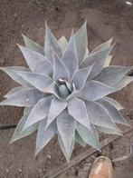 mangave lavendel lady, Ophalen