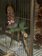 Handtamme halsbandparkieten+ grote kooi, Dieren en Toebehoren, Vogels | Parkieten en Papegaaien