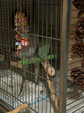 Handtamme halsbandparkieten+ grote kooi beschikbaar voor biedingen