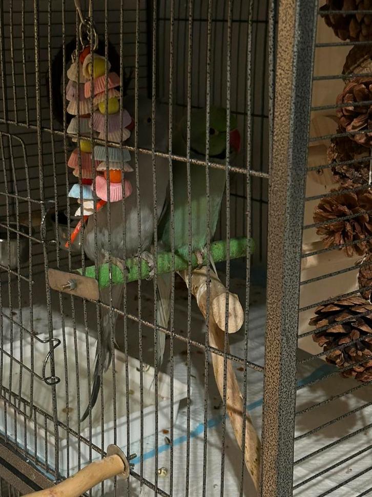 Handtamme halsbandparkieten+ grote kooi, Dieren en Toebehoren, Vogels | Parkieten en Papegaaien