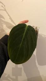 Philodendron Gigas, Enlèvement ou Envoi