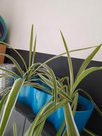 Graslelie beschikbaar 1 euro per pot, Huis en Inrichting, Kamerplanten, Overige soorten, Minder dan 100 cm, Halfschaduw, Bloeiende kamerplant