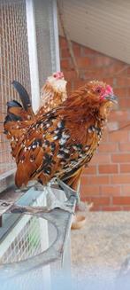 Antwerpse baardkriel haan, Dieren en Toebehoren, Mannelijk, Kip