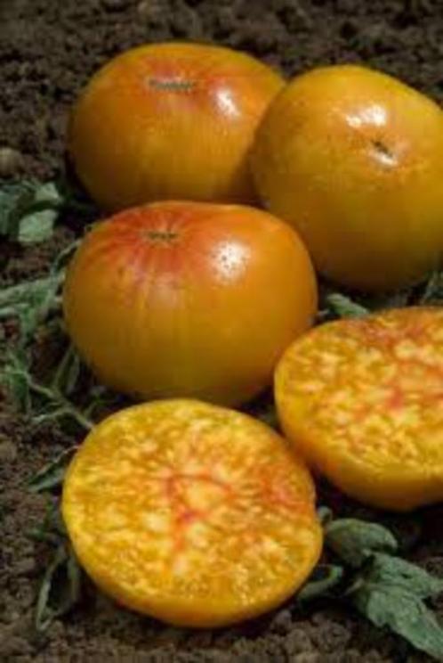 5 zaden tomaat Ananas, Tuin en Terras, Bloembollen en Zaden, Zaad, Voorjaar, Verzenden