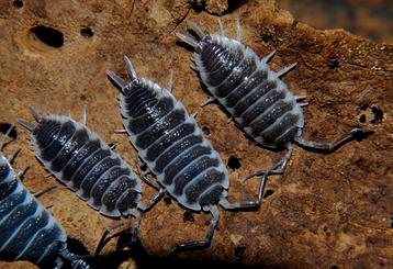 Beaucoup d'isopodes rares disponible aux enchères