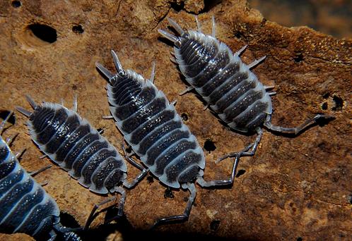 Beaucoup d'isopodes rares, Animaux & Accessoires, Insectes & Araignées, Autres espèces