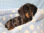 Superleuke Teckel pups!, 15 weken tot 1 jaar, CDV (hondenziekte), Dwerg, Meerdere