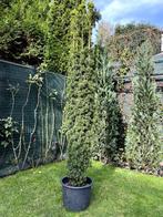 Potplant - Taxus Baccata ‘Fastigiata Aurea’ - H.200cm, Tuin en Terras, Bloembakken en Plantenbakken, Ophalen, Tuin