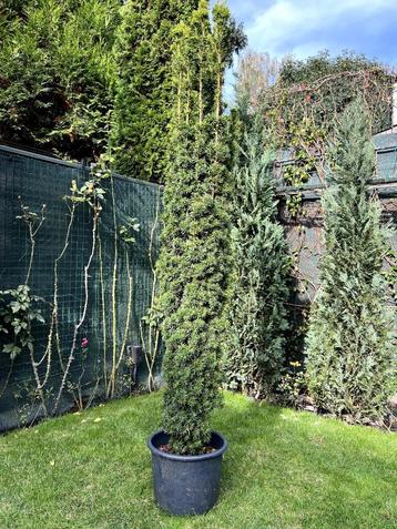 Potplant - Taxus Baccata ‘Fastigiata Aurea’ - H.200cm beschikbaar voor biedingen