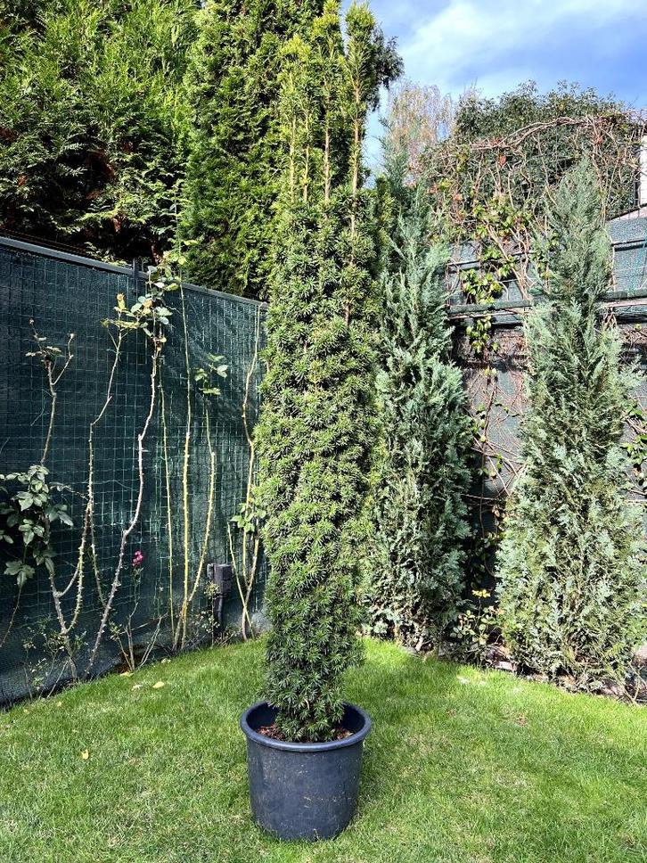 Potplant - Taxus Baccata ‘Fastigiata Aurea’ - H.200cm, Tuin en Terras, Bloembakken en Plantenbakken, Balkon, Tuin, Ophalen