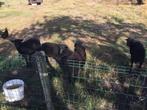Quessant ram en ooi, Dieren en Toebehoren, Schapen, Geiten en Varkens, Meerdere dieren, Schaap, 0 tot 2 jaar