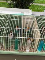 Grote putters 120€ stuk 2025, Dieren en Toebehoren