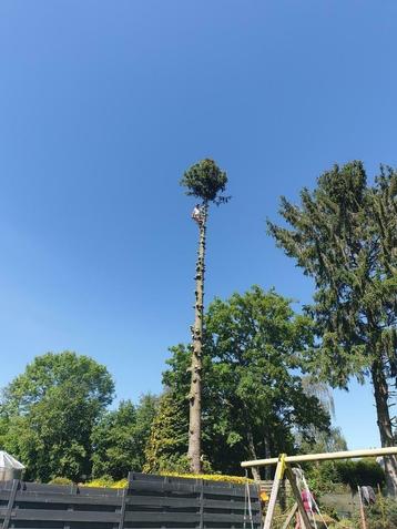 Abattage arbre sur Namur Brabant wallon Hainaut