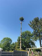 Abattage arbre sur Namur Brabant wallon Hainaut, Jardin & Terrasse, Enlèvement