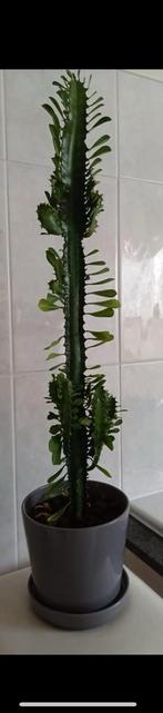 Afrikaanse Melkboom, Ophalen of Verzenden