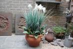 Terracotta met orchidee en kunstgras, Tuin en Terras, Bloempotten, Ophalen, 40 cm of meer, Rond, Tuin