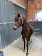 Lieve B-pony merrie "Hope" – 7 jaar oud, Dieren en Toebehoren, Merrie, B, B pony (1.17m tot 1.27m), Recreatiepony