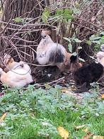 mooie grijze zijdehoenhaantjes, Mannelijk, Kip