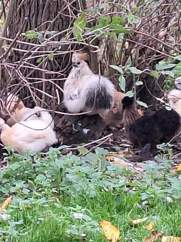 mooie grijze zijdehoenhaantjes  beschikbaar voor biedingen