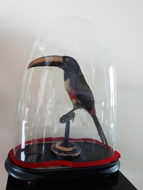Te koop gevraagd opgezette dieren schedels taxidermie, Verzamelen, Dierenverzamelingen, Gebruikt, Opgezet dier, Wild dier, Ophalen