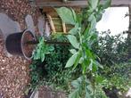 Amorphophallus konjac  penisplant, Tuin en Terras, Bloembollen en Zaden, Ophalen, Knol