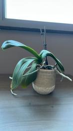 Orchidee met pot, Huis en Inrichting, Kamerplanten, Ophalen, Overige soorten, Halfschaduw, Minder dan 100 cm