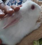 lapin, Dieren en Toebehoren, Juli, Vrouwelijk