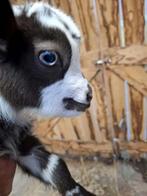 Dwerggeitje, Animaux & Accessoires, Moutons, Chèvres & Cochons, Chèvre, 0 à 2 ans