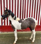 Blikvanger, Poney B (1.17 m à 1.27 m), Hongre, 0 à 2 ans, Non dressé