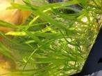 Vallisneria aquariumplant, Ophalen of Verzenden