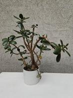 Crassula Ovata., Ophalen