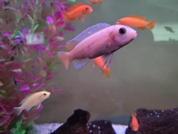 Malawi mbuna , soort Sunset, zéér mooie zoetwatervis!! beschikbaar voor biedingen