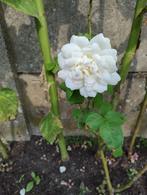 Rozen., Tuin en Terras, Planten | Tuinplanten, Volle zon, Vaste plant, Lente, Ophalen