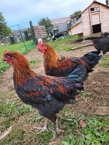 Coq marans noir cuivré 