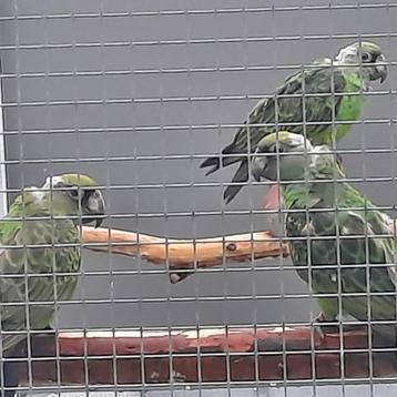 1-1 Jardine-papegaaien (Poicephalus G.Gulielmi) en ook... beschikbaar voor biedingen