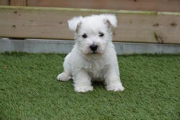 West highland white terriër pups (westie pups) beschikbaar voor biedingen