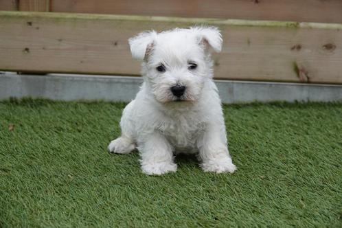 West highland white terriër pups (westie pups), Dieren en Toebehoren, Honden | Jack Russells en Terriërs, Meerdere dieren, Overige rassen